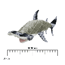 MIGHTY OCEAN HAMMERHEAD