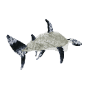 MIGHTY OCEAN HAMMERHEAD