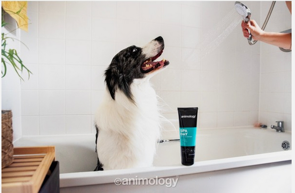 SPA DAY SHAMPOO 250 ML