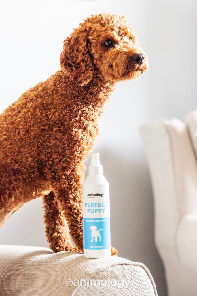 ANIMOLOGY ESSENTIALS PERFECT PUPPY SHAMPOO PARA CACHORROS 250ML