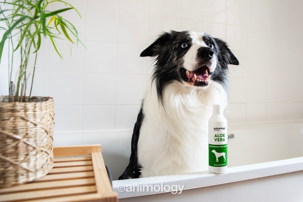 ANIMOLOGY ESSENTIALS ALOE VERA SHAMPOO PARA PERROS 250ML