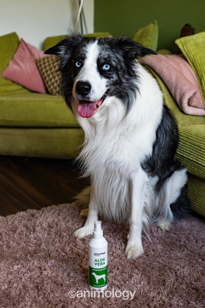ANIMOLOGY ESSENTIALS ALOE VERA SHAMPOO PARA PERROS 250ML