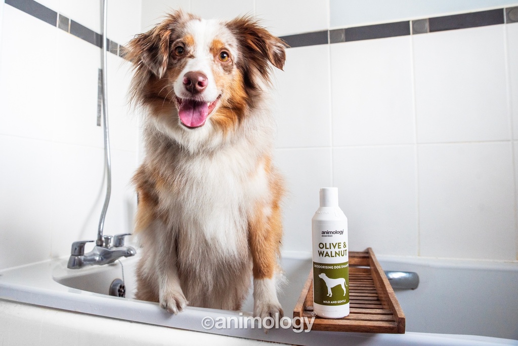 ANIMOLOGY ESSENTIALS OLIVE AND WALNUT SHAMPOO PARA PERROS 250ML