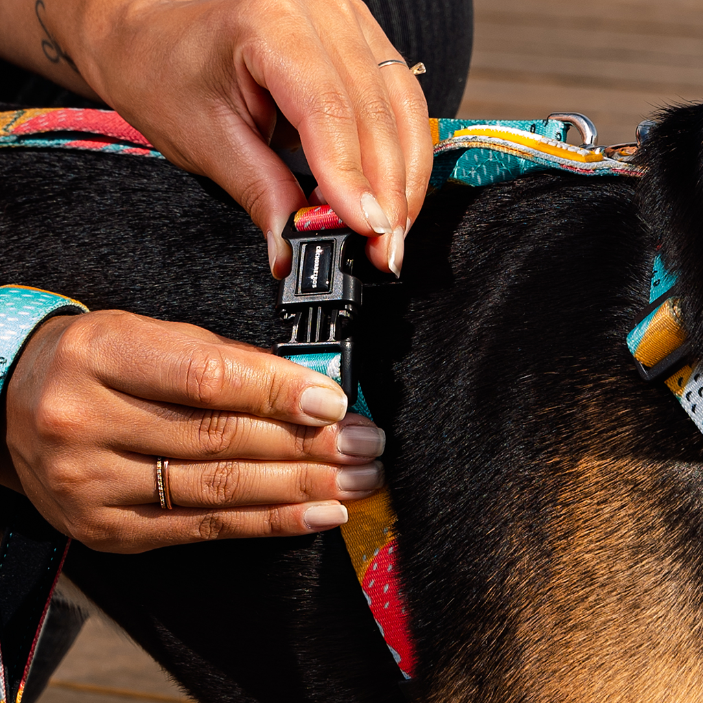 CACHORREIROS ARNÉS H PITAYA TALLA G (L)