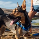 CACHORREIROS ARNES ANTITIRONES INDIGO TALLA G - L