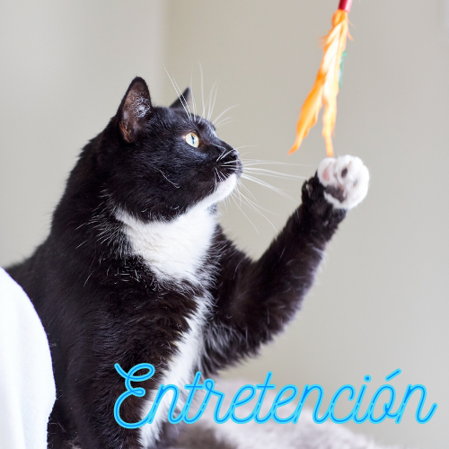 Gatos / Entretención / Juguetes