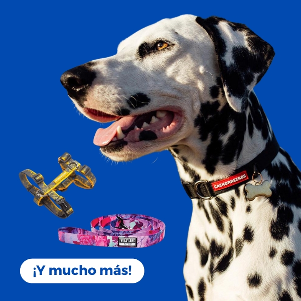Perros / Accesorios